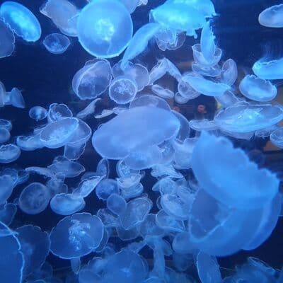 Ванкуверский аквариум