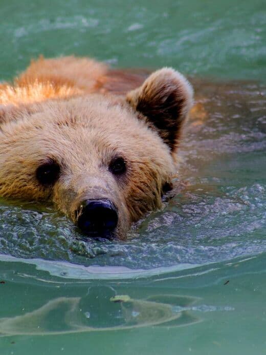Медвежья яма BärenPark