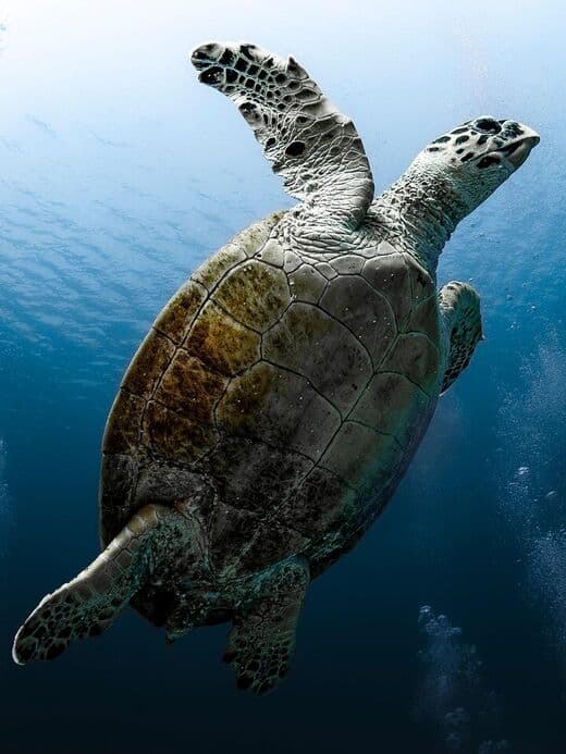 Дайвинг в Красном море в Хургаде