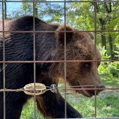 Медвежий заповедник Либерти